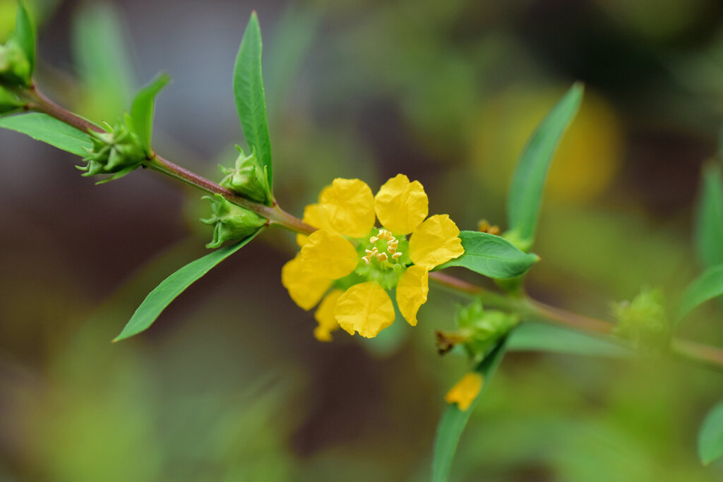 きばなみそはぎ (黄花禊萩)　４