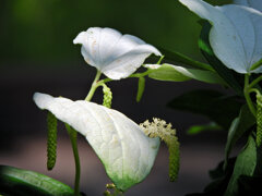 半夏生の花　５