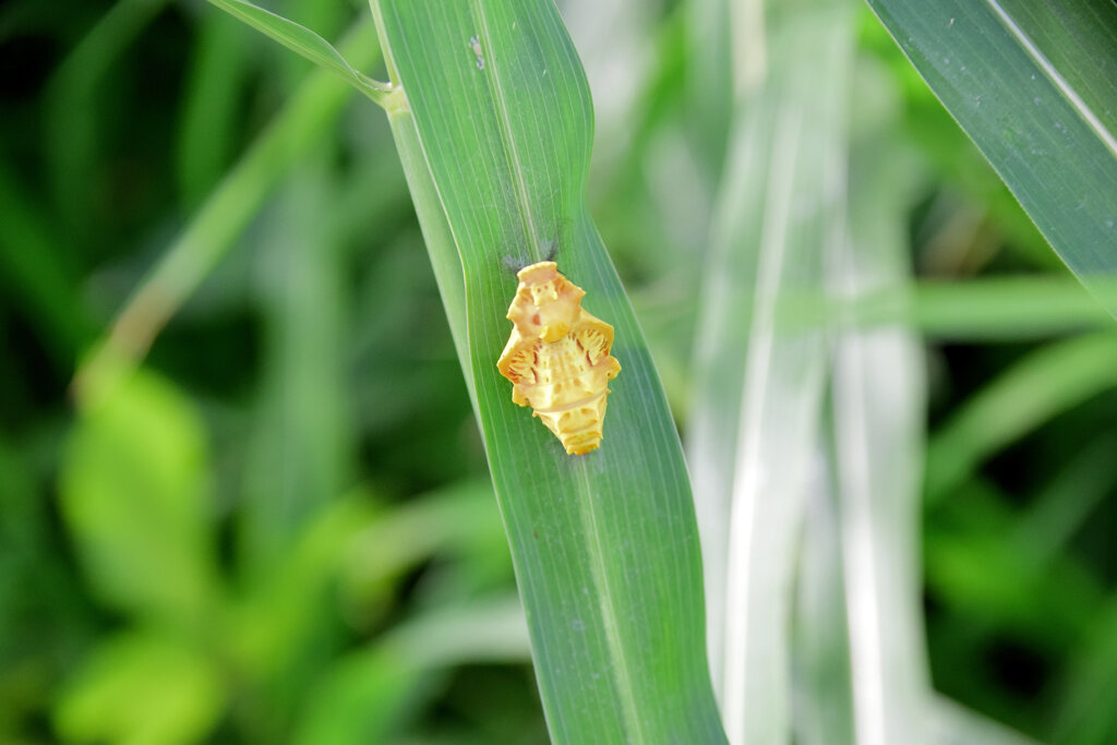 どんな昆虫が旅立ったのだろうか？　２