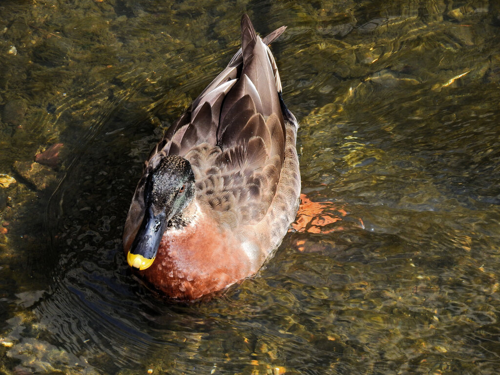 マガモとカルガモのハーフ？　２