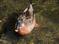 マガモとカルガモのハーフ? 2 マガモとカルガモのハーフ? 2