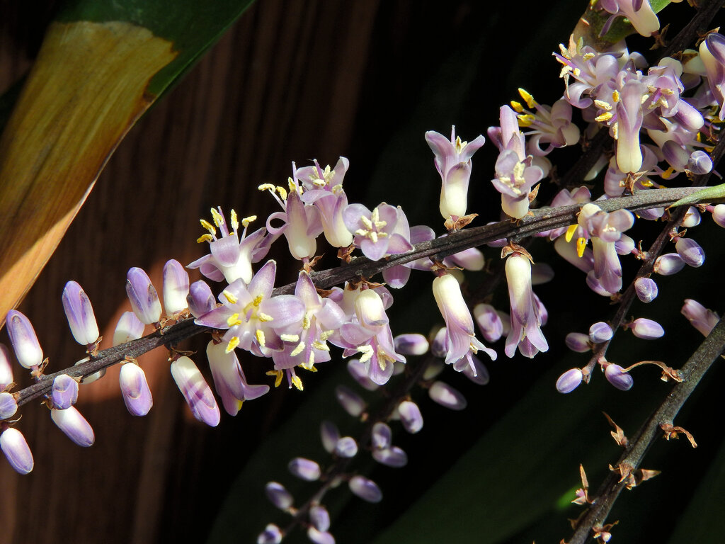 「コルディリネ・ストリクタ」 （青ドラセナ）２