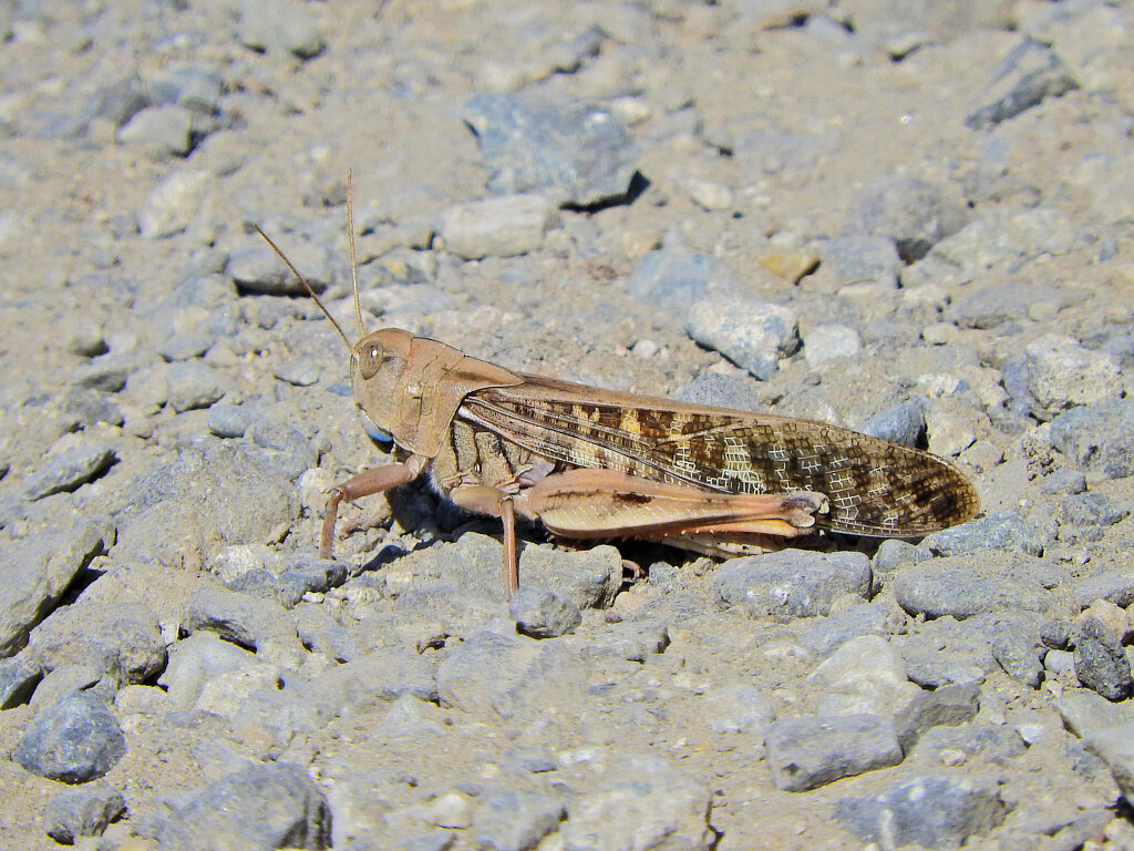 トノサマバッタ　６