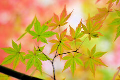 紅葉　撮り溜め　在庫処分中！　３