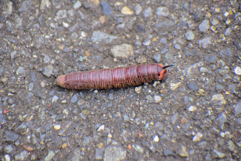 この幼虫は何者？　2/3