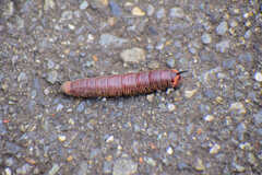 この幼虫は何者？　2/3