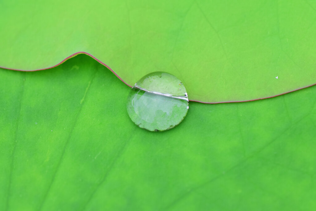 蓮の葉に水滴　２