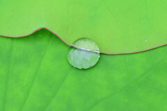 蓮の葉に水滴　２