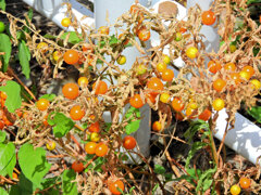 冬珊瑚の実　１