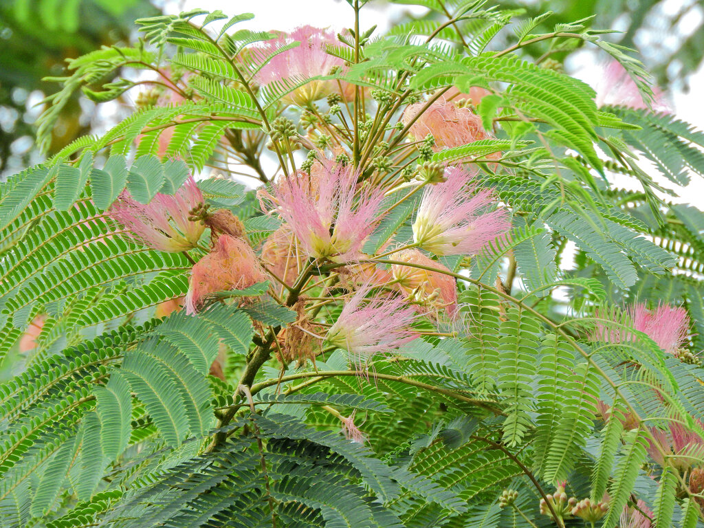 合歓の木　花　２