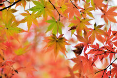 紅葉　撮り溜め　在庫処分中！　１