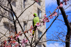 野生のワカケホンセイインコ 桜の花を食い散らかす　９