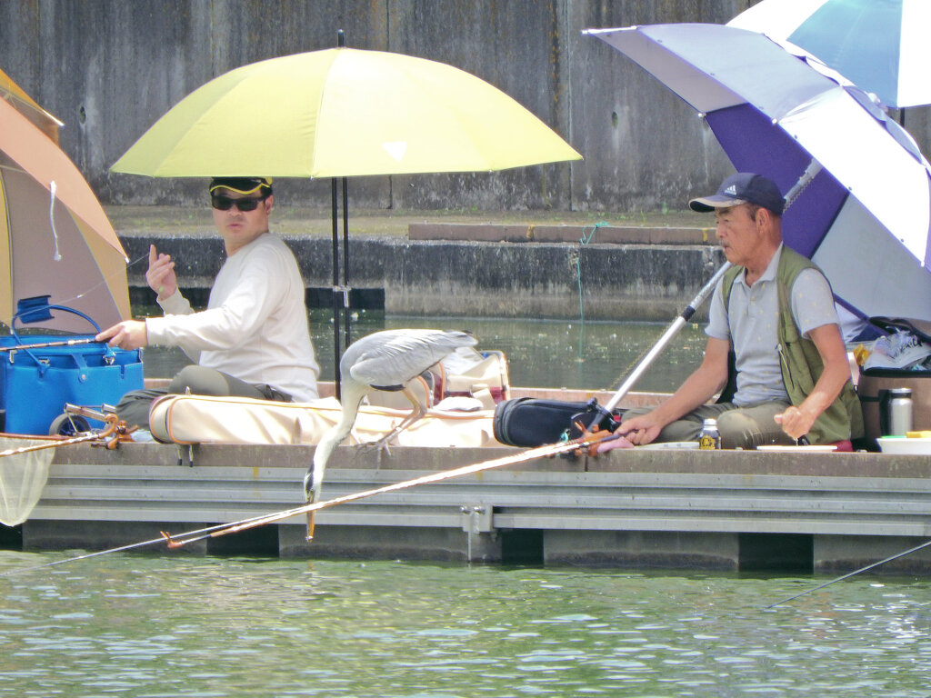 等々力緑地公園・・釣り堀池で釣り人とアオサギ　またか・・・