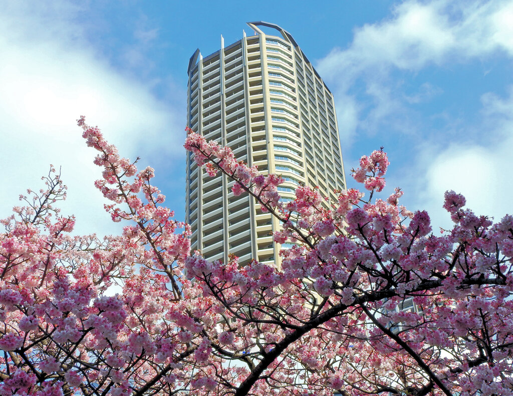 寒桜から望む武蔵小杉タワーマンション　2/2
