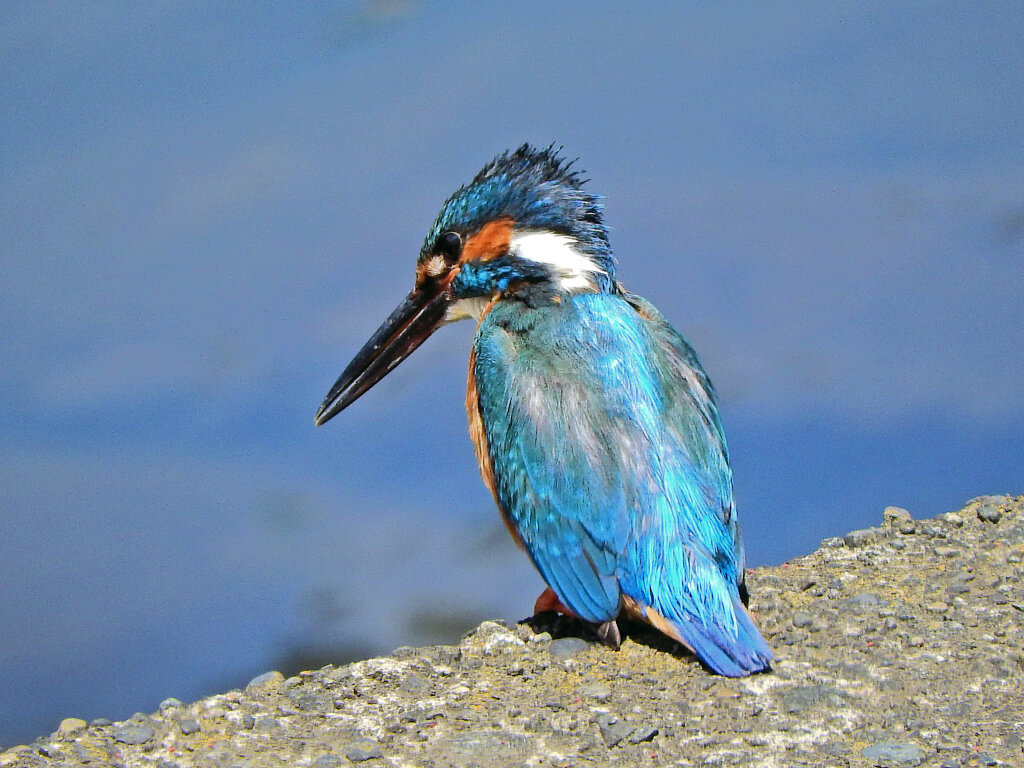 久々のカワセミさん　３