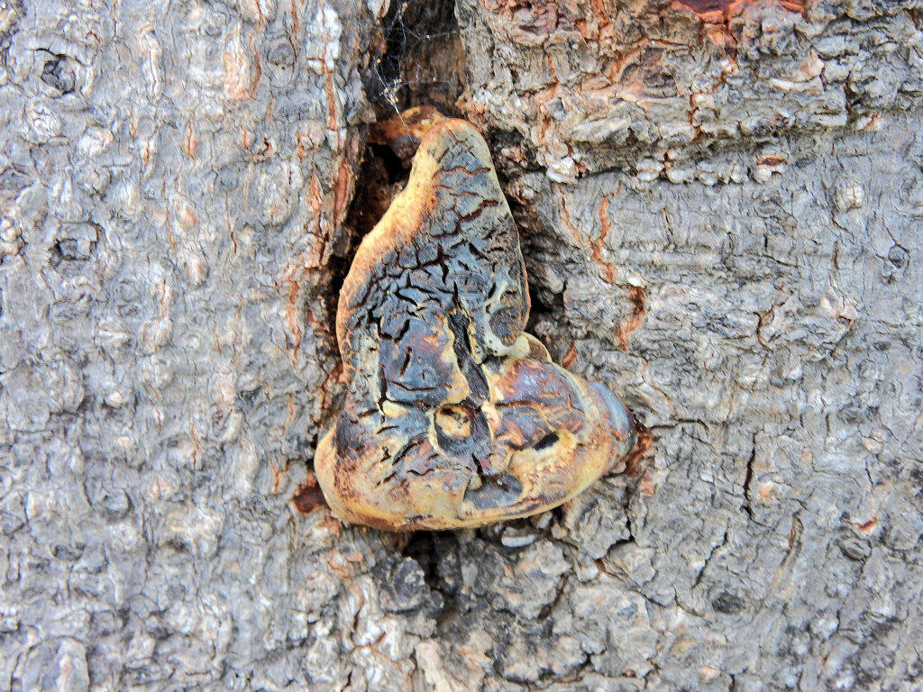 木の幹から謎の物体！！　３