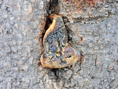 木の幹から謎の物体！！　３