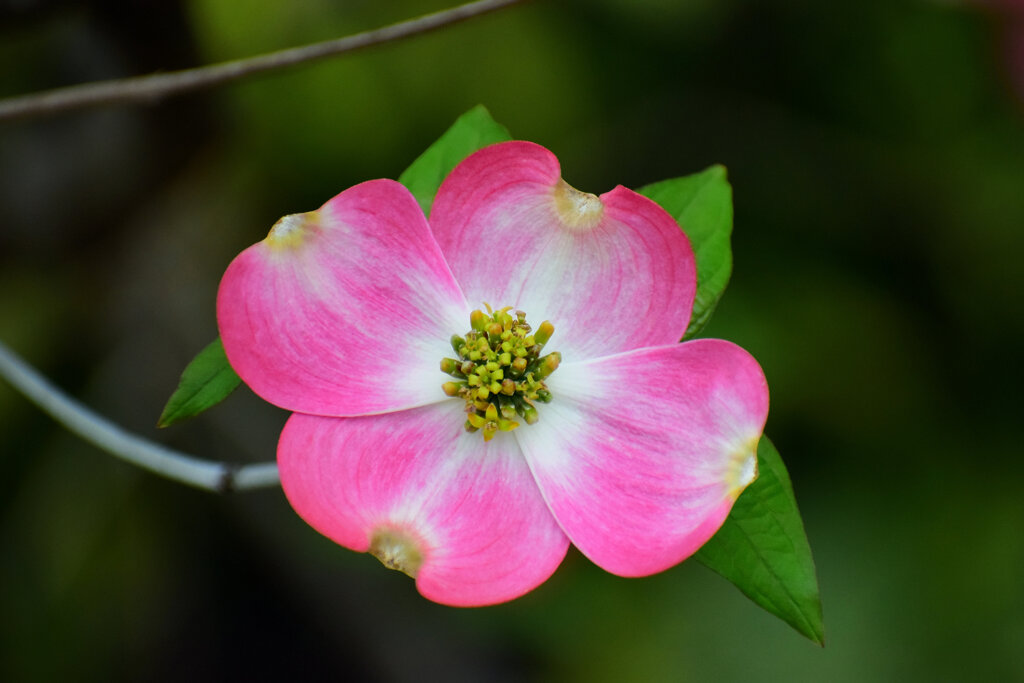 撮り溜めた　花水木　⑦