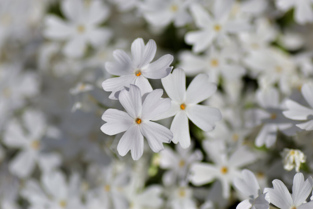 芝桜　♡　３