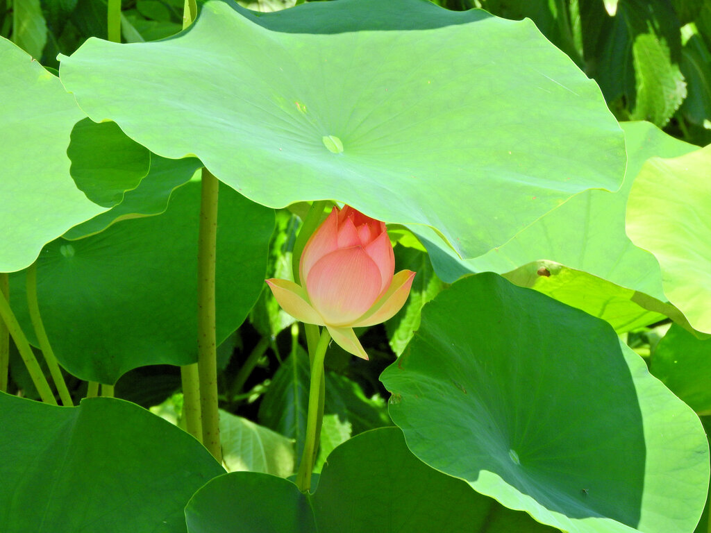 猛暑で蓮の花も葉の陰で・・・５