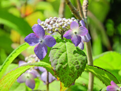 山紫陽花　２