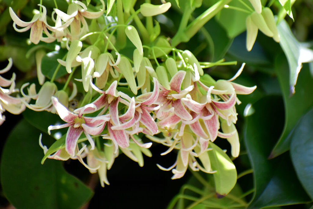 郁子 （むべ）の花　２