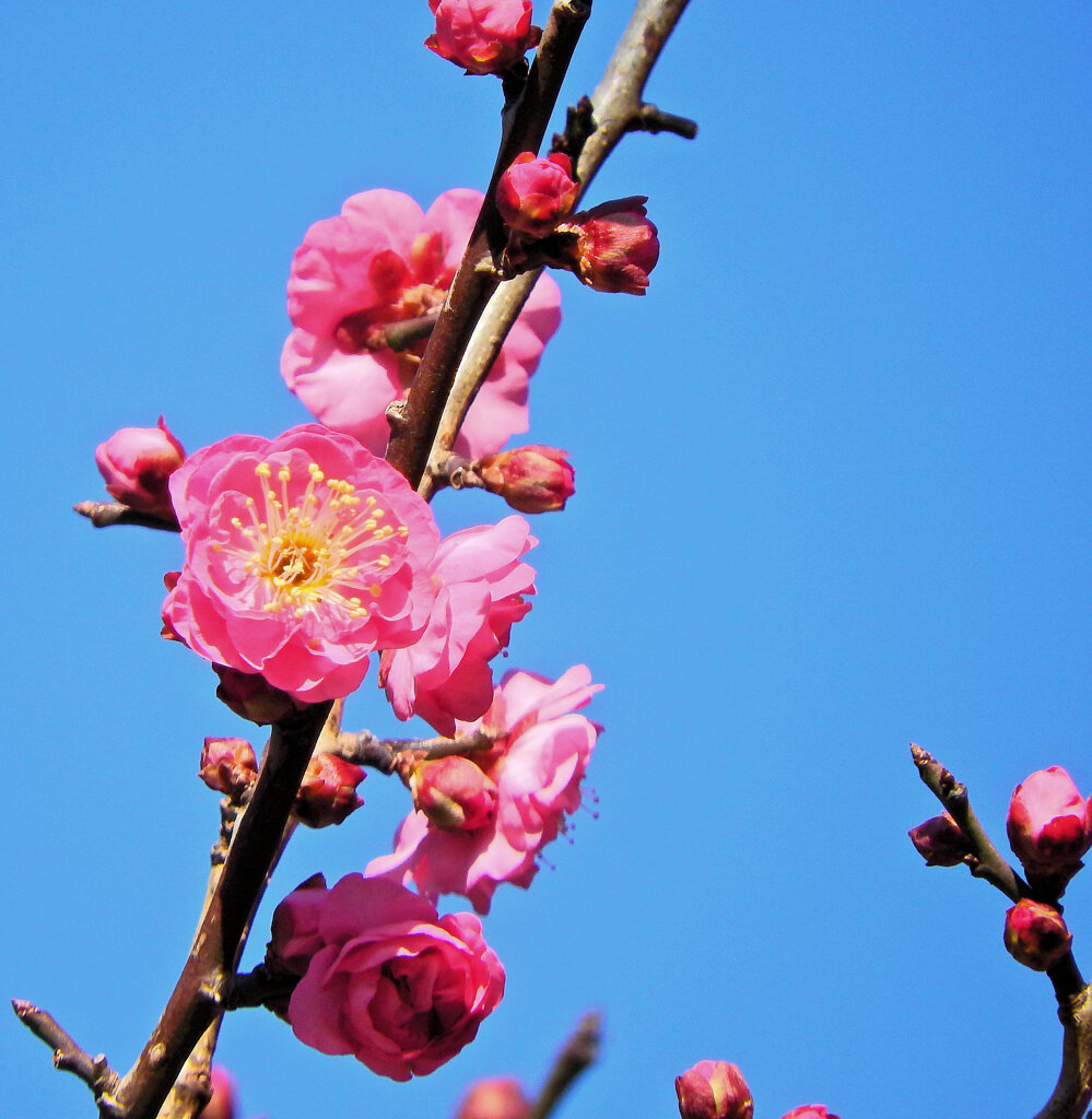 紅梅が開花　６