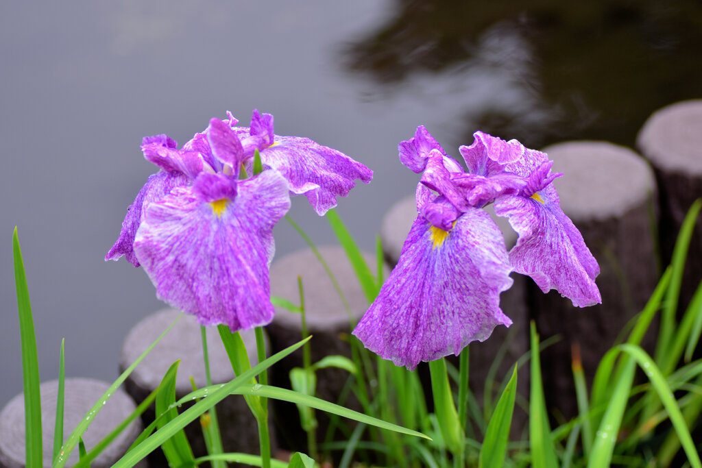 雨上がりの花菖蒲　２