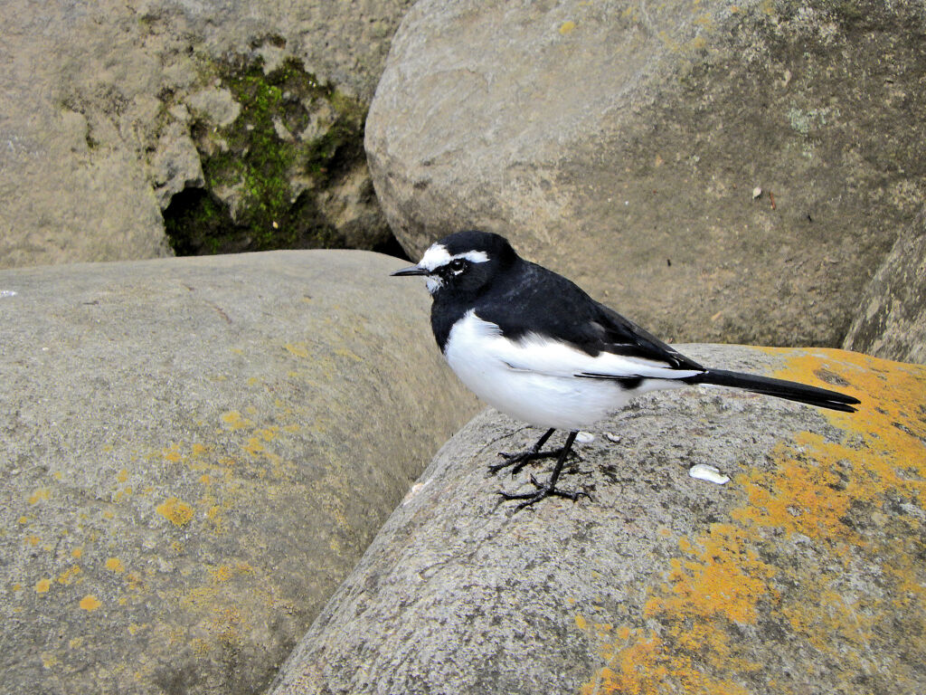 セグロセキレイ　１