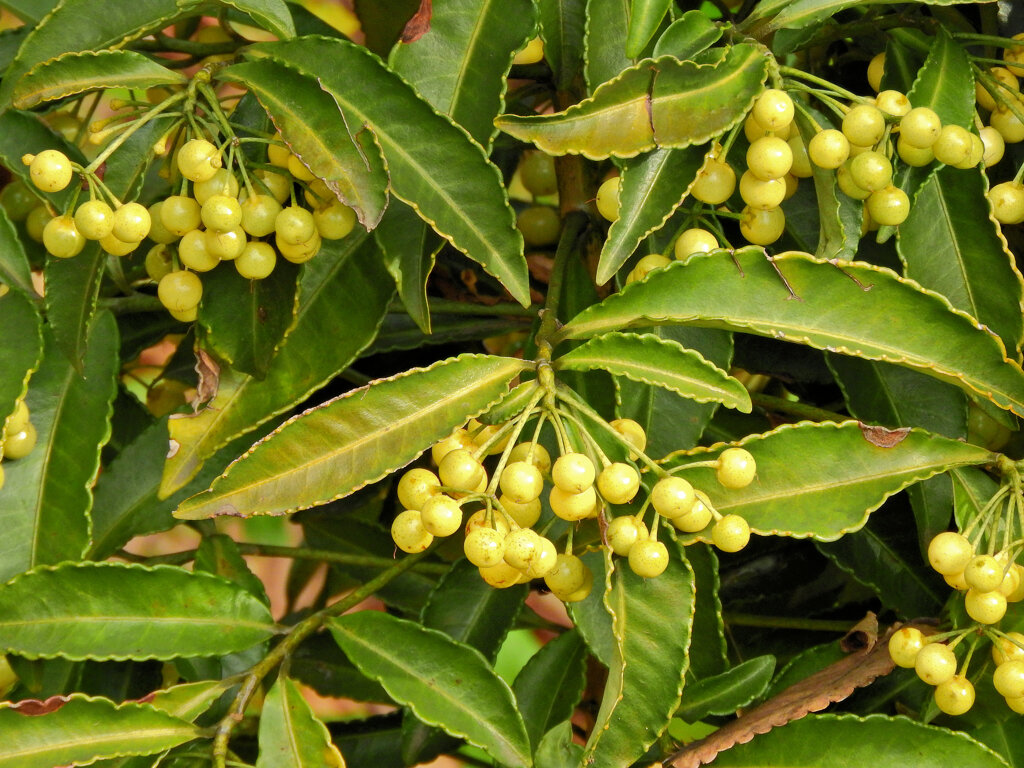 「白実の万両」 （しろみのまんりょう）　７