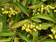 「白実の万両」 （しろみのまんりょう）　７