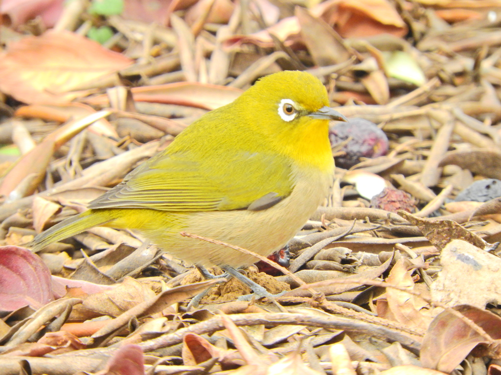 本日のメジロさん１１