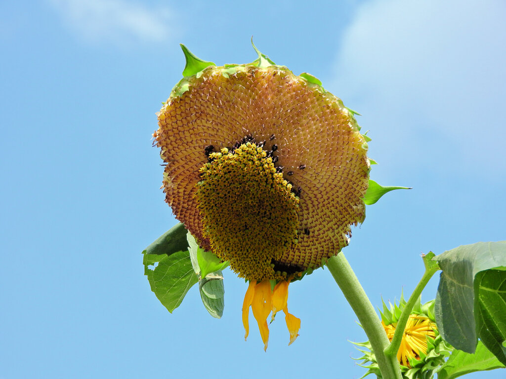 誰が喰った？　１