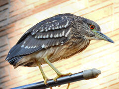 再投稿　物干し竿にとまるゴイサギの幼鳥　ホシゴイ