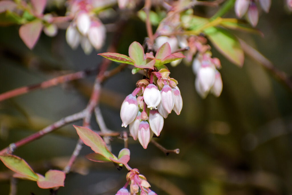 ブルーベリーの花　６