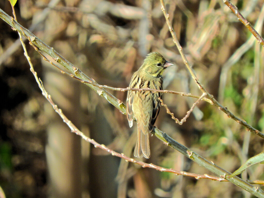 アオジさん　２