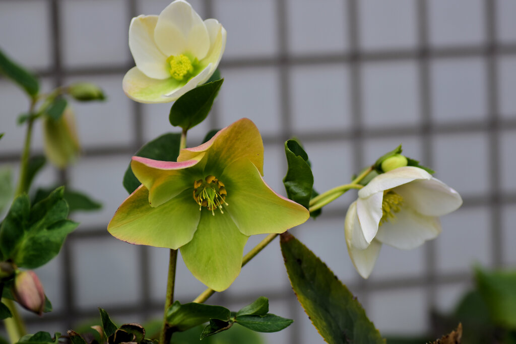 クリスマスローズ　３