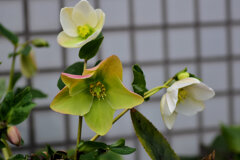 クリスマスローズ　３