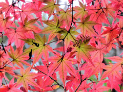 年末の大掃除・・楽しませていただきました　紅葉　５