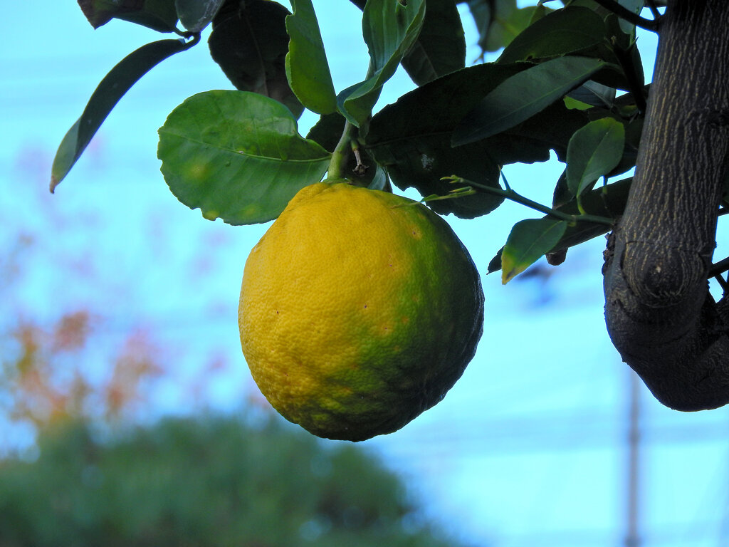 ジャンボレモン　５