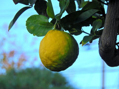 ジャンボレモン　５