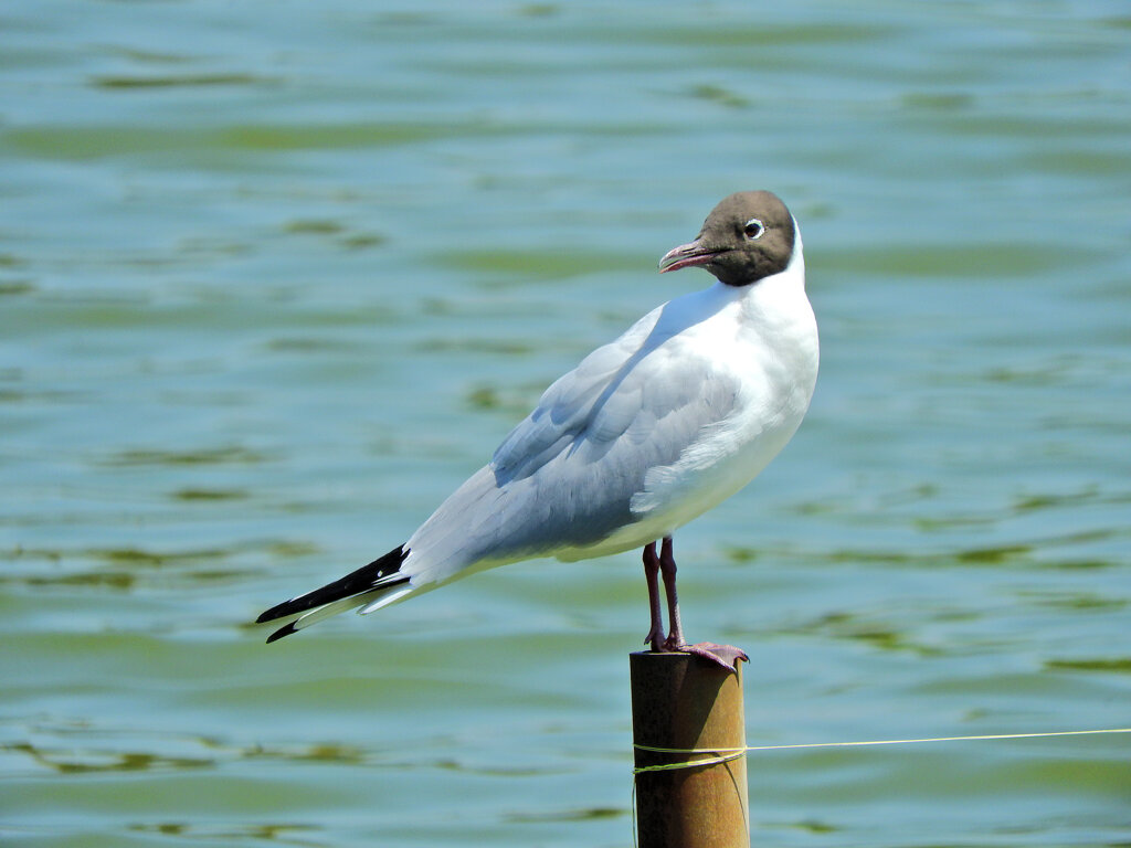 等々力緑地公園・・釣り堀池で夏羽の「ユリカモメ」　３