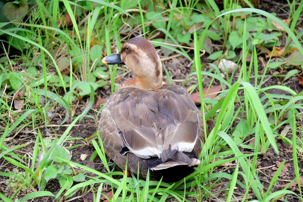 こんな色ですが・・カルガモさんですか？５