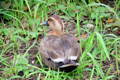 こんな色ですが・・カルガモさんですか？５