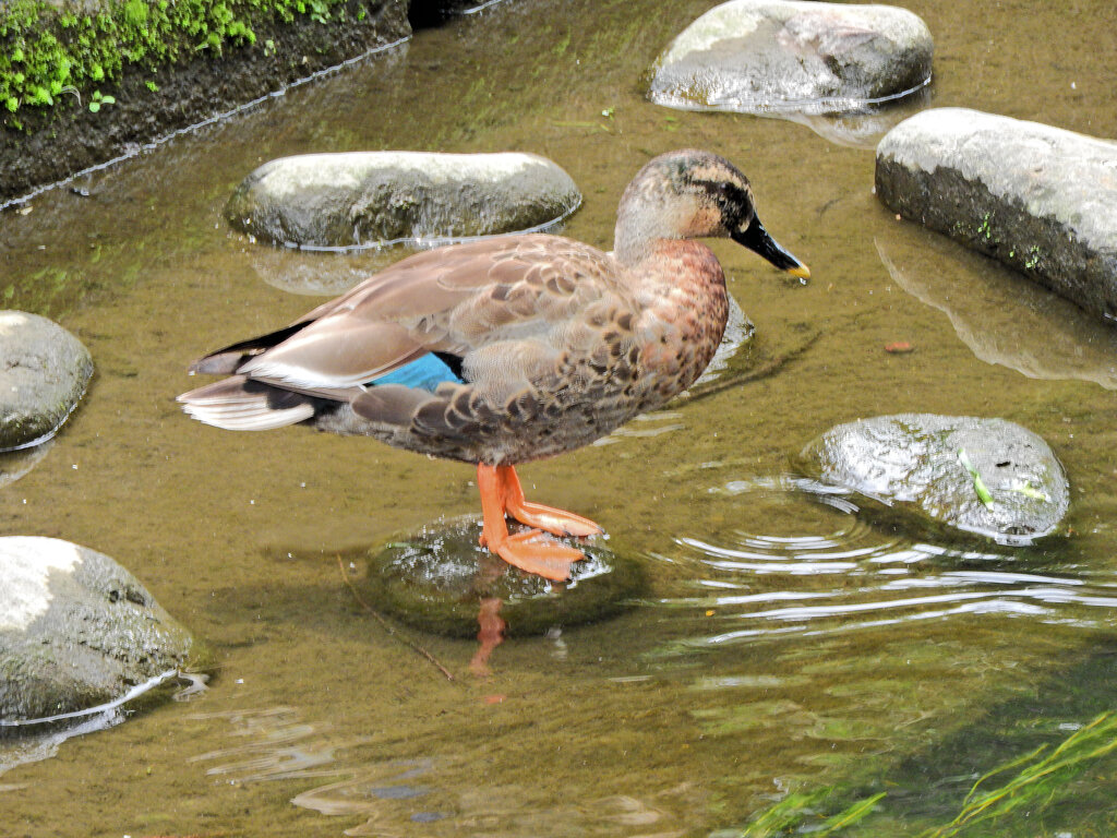 二ヶ領用水路・・カルガモ一家　５