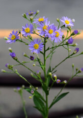 紫苑 （しおん）　３