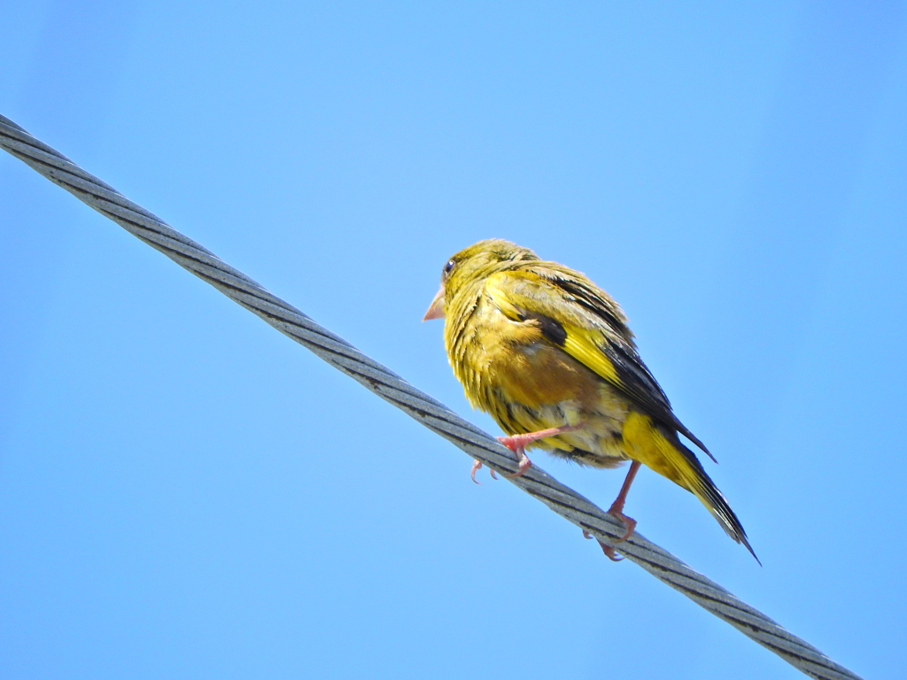 先に投稿した誰が喰った？の犯鳥　カワラヒワ　４