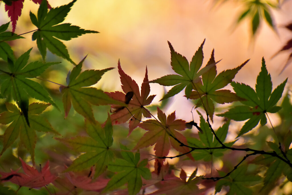 紅葉　１２