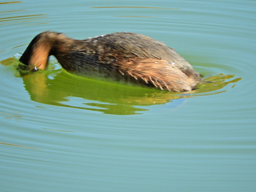 カイツブリ　５