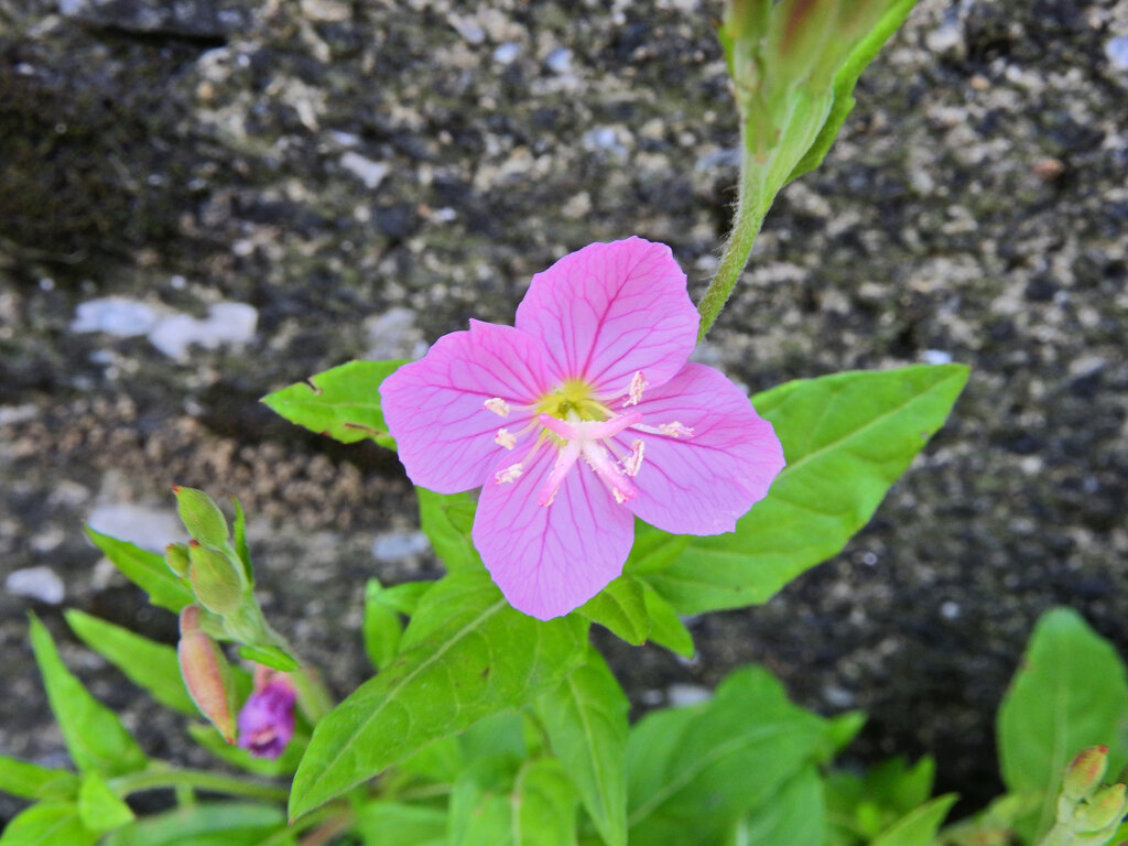 赤花夕化粧（あかばなゆうげしょう） 